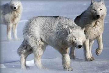 Western Wolf Husky Pack - Dog Breeders
