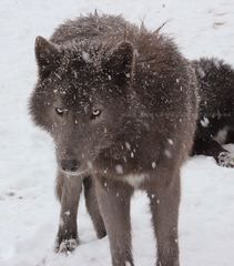 Northern California’s Wolf Hybrid Ranch - Dog and Puppy Pictures