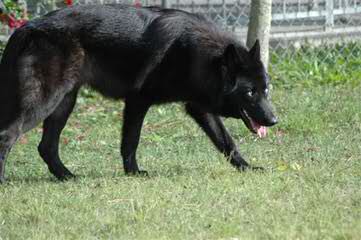 Carrkinney Wolf Den - Dog Breeders