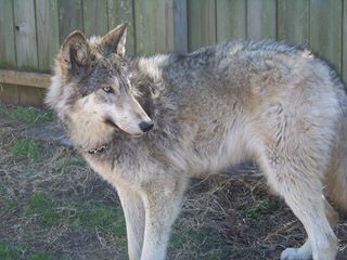 White Alaskan Tundra Cross Needs Home - Dog Breeders