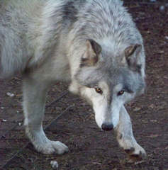 Wolf Pack Hybrids - Dog Breeders