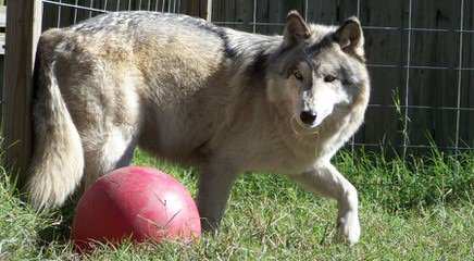 Alpha Wolves - Dog and Puppy Pictures