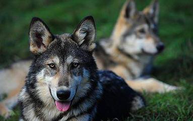Howling Wolf - Dog Breeders