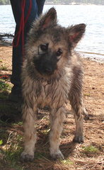 Western Wolf Husky Pack - Dog Breeders