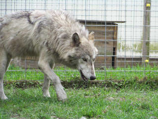 Lakota Wolf Pack Hybird Cubs - Dog Breeders