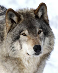 Lakota Wolf Pack Hybird Cubs - Dog Breeders