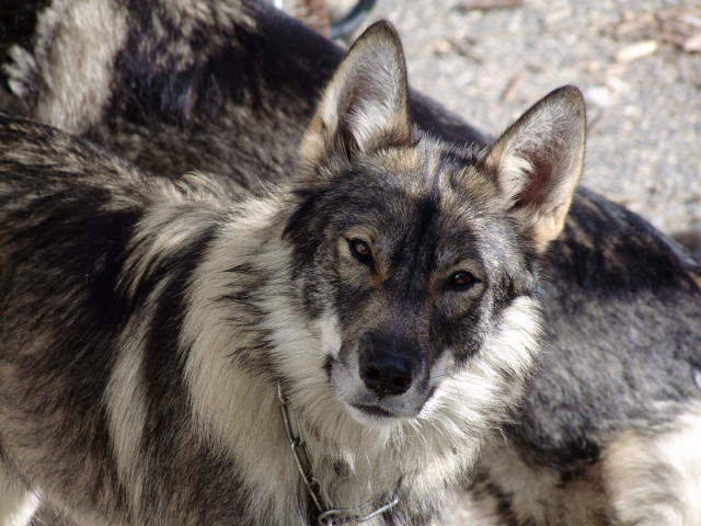 Wolf Hybrid Dogs and Puppies
