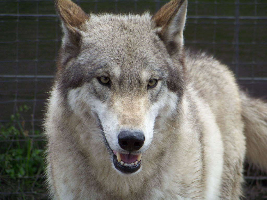 Wolf Hybrid My Dog Breeders Part 89