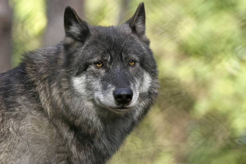 Wolf Hybrid Dogs and Puppies