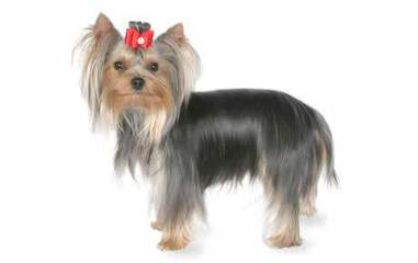 Yorkshire Terrier – Paul - Dog and Puppy Pictures