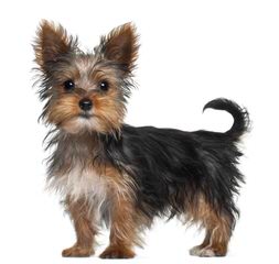 Yorkie Luv - Dog Breeders