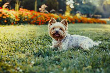 Sunrise Yorkies And Maltese - Dog Breeders