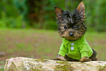 Esther’s Yorkies - Dog and Puppy Pictures