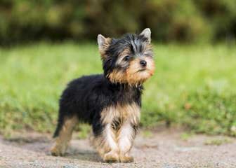 Ajjls-Petite Akc Yorkie Puppy’s - Dog Breeders