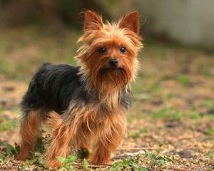 Tiny Male Yorkie - Dog Breeders