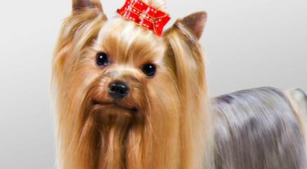 Star Yorkie Kennel – The Home Of Tea-Cup Babies. - Dog Breeders