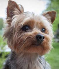 Litter Trained Reg. Yorkshire Terrier Pups - Dog Breeders