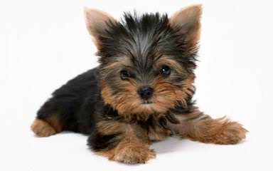 Nala Yorkies - Dog and Puppy Pictures