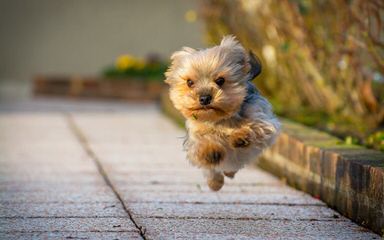 Yorkie (Yorkshire Terrier) Puppies - Dog Breeders