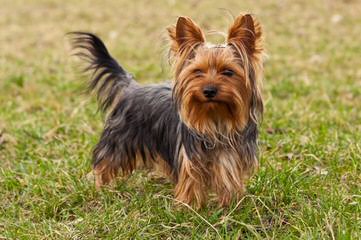 Chamriah Yorkshire Terrier and Pomeranian - Dog Breeders