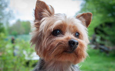 Small Yorkshire Terrier Female - Dog and Puppy Pictures