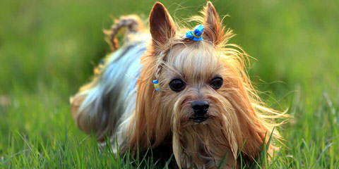 Yorkshire Terriers – Adam - Dog Breeders