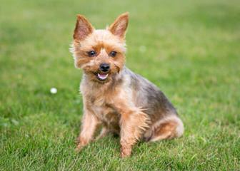 Yorkie Stud - Dog and Puppy Pictures