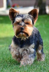 Burch`S Exquisite Yorkshire Terriers - Dog and Puppy Pictures