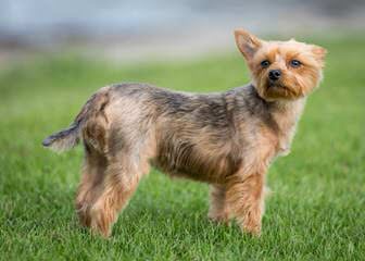 Yorkies in the Woods - Dog Breeders