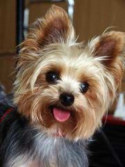 Small Yorkshire Terrier Female - Dog Breeders