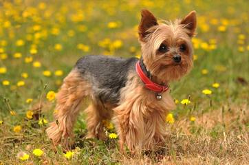 Gorgeous Yorkie Puppies For Sale - Dog Breeders