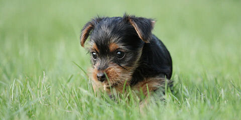 Little Yorkie Wonderland - Dog and Puppy Pictures