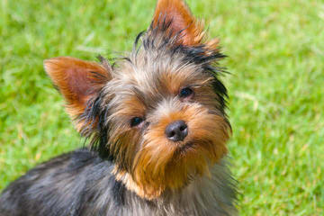 Yorkies in the Woods - Dog and Puppy Pictures