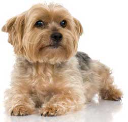 Yorkie Pups - Dog Breeders