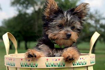 Carter Yorkies - Dog and Puppy Pictures