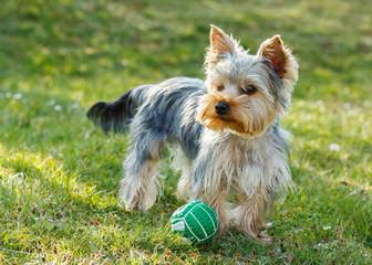 Litter Trained Reg. Yorkshire Terrier Pups - Dog and Puppy Pictures