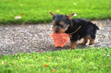 Tiny & Teacup Size Yorkiepoos - Dog and Puppy Pictures