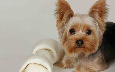 Yorkie and Bichon Lovers - Dog and Puppy Pictures