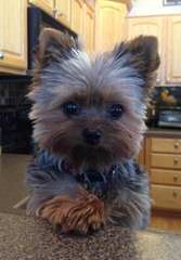 Gorgeous Yorkie Puppies For Sale - Dog Breeders