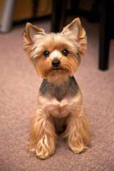 Champion Yorkies Puppies - Dog Breeders