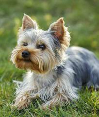 Akc Quality Yorkshire Terrier And Biewer Puppies - Dog Breeders