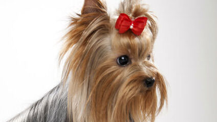 Yorkie Miniature 3 Boys 1 Girl - Dog Breeders