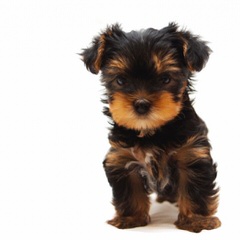 Small Yorkshire Terrier Female - Dog and Puppy Pictures