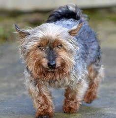 Akc Yorkie Female Pup - Dog Breeders