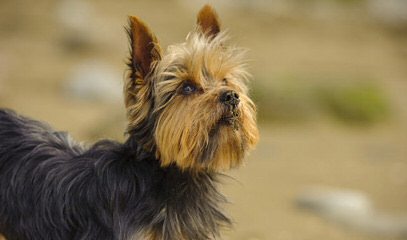 Yorkie Luv - Dog and Puppy Pictures