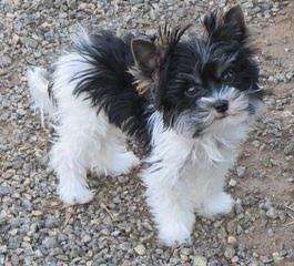 Living Doll Yorkies - Dog Breeders