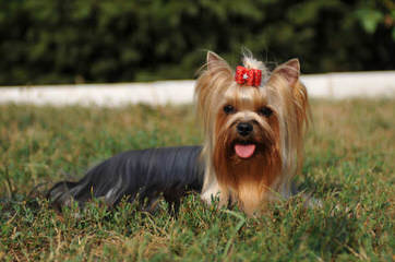 Yorkshire Terriers – Adam - Dog Breeders