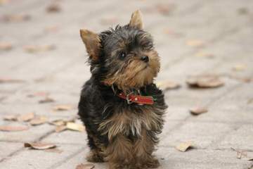 Fischer’s Fairytale Akc Parti-Yorkies And Biewers - Dog and Puppy Pictures