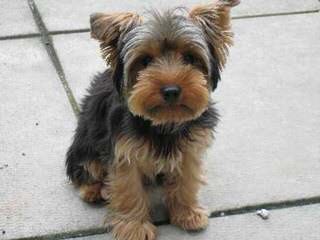 Yorkie Pups - Dog and Puppy Pictures