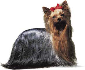 Yorkshire Terriers For Sale - Dog Breeders